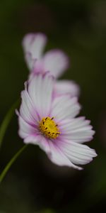 Flor,Macro,De Cerca,Kosmeya,Primer Plano,Cosmos,Púrpura,Violeta