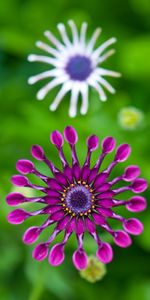 Violet,Flower,Macro,Gerbera,Swirl,Turbulence,Purple