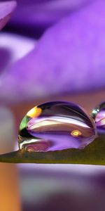 Violet,Flower,Macro,Petals,Drops,Purple