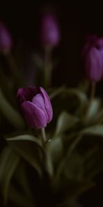 Flor,Macro,Planta,Tulipanes,Púrpura,Violeta