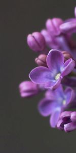 Violet,Flowers,Plants