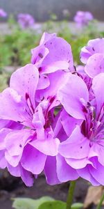 Violet,Flowers,Plants