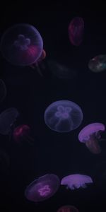 Violet,Jellyfish,Dark,Animals,Underwater,Purple,Under Water