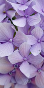 Macro,Fleurs,Pétales,Mauve,Hortensia