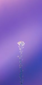 Violet,Macro,Plant,Purple,Minimalism