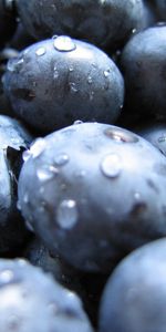 Violet,Moisture,Berry,Drops,Macro,Dark,Purple