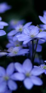 Violet,Plants,Flowers