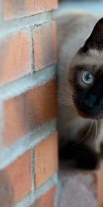 Wall,Siamese,Brick,Animals,Cat