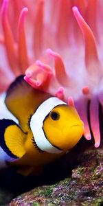 Water,Actinia,Actinium,Animals,Sea,Clown Fish,Fish Clown