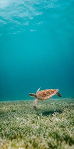 Water,Algae,Animals,Bottom,Seaweed,Turtle,Sea