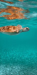 Animaux,Animal,Eau,Tortue,Monde Sous Marin