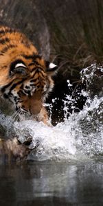 Agua,Chapoteo,Salpicar,Animales,Depredador,Tigre