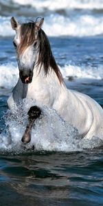 Water,Animals,Sea,Bounce,Jump,Horse