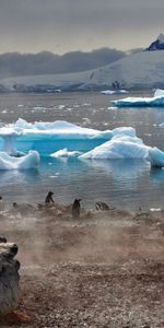 Brouillard,Glaciers,Eau,Animaux,Atmosphère,Loger,Pinguouins,Maison