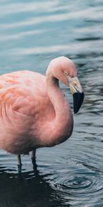 Water,Bird,Animals,Flamingo