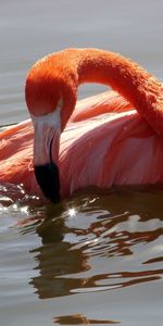 Water,Bird,Bathing,Animals,Flamingo