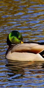 Animaux,Eau,Canard,Oiseau