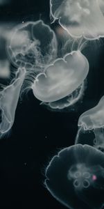 Créatures,Jellyfish,Animaux,Eau,Sous Marin