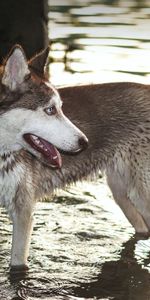 Water,Dog,Paws,Husky,Haska,Animals