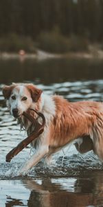 Water,Dog,Stroll,Animals,Stick