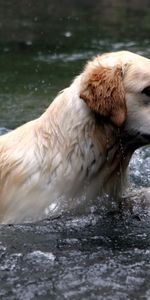 Eau,Vaporisateur,Animaux,Pulvériser,Chien,Labrador,Nager