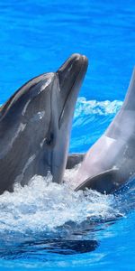 Delfines,Animales,Agua,Pareja,Par,Rociar