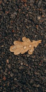 Water,Drops,Asphalt,Sheet,Leaf,Oak,Macro