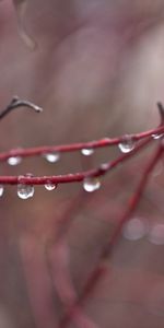 Otoño,Agua,Drops,Macro,Rama,Lluvia