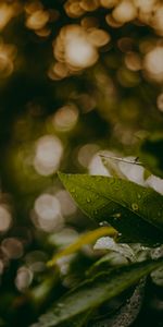 Water,Drops,Macro,Blur,Smooth,Leaves