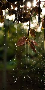 Water,Drops,Macro,Branch,Leaves