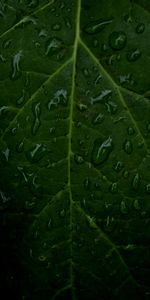 Water,Drops,Macro,Leaf,Veins,Sheet