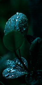 Water,Drops,Macro,Leaves,Wet