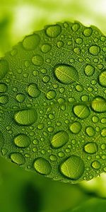 Water,Drops,Macro,Sheet,Leaf,Form