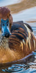 Agua,Pájaro,Pato,Nadar,Pato Real,Ánade Real,Animales