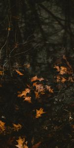 Water,Fallen,Leaves,Nature,Autumn