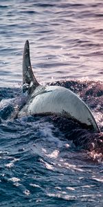 Agua,Mar,Ondas,Delfín,Aleta,Animales