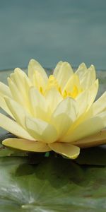 Water,Flower,Flowers,Water Lily