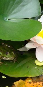 Water,Frog,Animals,Leaves,Swamp,Water Lily