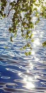 Water,Glare,Ripples,Ripple,Siberia,Birch,Nature,Leaves