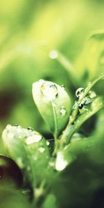 Water,Grass,Drops,Macro,Morning,Dew