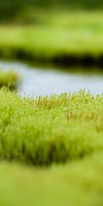 Water,Grass,Macro,Background