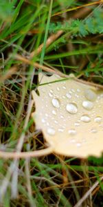 Water,Grass,Macro,Dew,Background,Drops,Leaflet