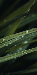 Water,Grass,Macro,Drops