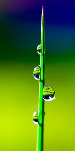 Water,Grass,Macro,Drops