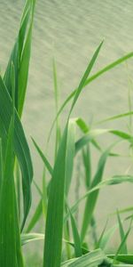 Water,Grass,Plant,Macro