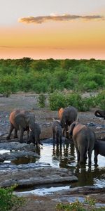 La Soif,Soif,Arbres,Animaux,Eau,Herbe,Sky,Elephants