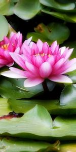 Water,Greens,Flowers,Leaves,Water Lilies