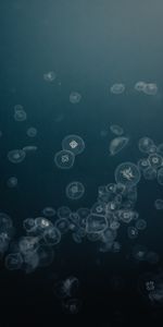 Water,Grey,Animals,Underwater,Jellyfish,Under Water