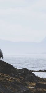 Agua,Stones,Garza,Costa,Animales,Pájaro