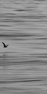 Agua,Horizonte,Gaviota,Naturaleza,Pájaro